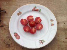 Tomate Arbumiranda 10 graines TessGruun