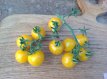 Tomate Aunt Ruby's Yellow Cherry 10 graines TessGruun