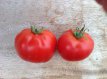 Tomate Babanicz 10 graines TessGruun