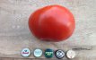 Tomate Beefsteak 10 graines Bio TessGruun