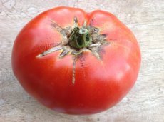 ZTOTGBEE Tomato Beefsteak 10 Organic seeds TessGruun