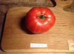 Tomate Belle Rousse 10 graines TessGruun