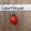 Tomate Centiflor Red 10 graines TessGruun