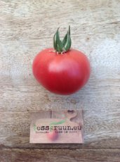 ZTOTGBLMOPI Tomato Black Mountain Pink 10 seeds TessGruun