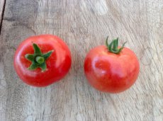 ZTOTGBRI Tomato Briosso 10 seeds TessGruun