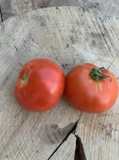 ZTOTGBUDE Tomato Burpee Delicious 10 seeds TessGruun