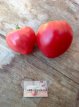 ZTOTGBYCH Tomate Bychock 10 semillas TessGruun