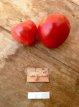 ZTOTGBYCH Tomate Bychock 10 graines TessGruun