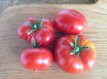 ZTOTGCARO Tomate Calabacito Rojo 10 graines TessGruun