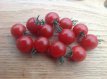 Tomate Cherry Cascade 10 graines TessGruun