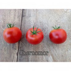 Tomate Chernomor 10 graines TessGruun