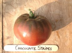 Tomate Chocolate Stripes 10 graines TessGruun
