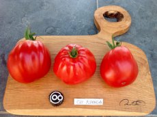Tomate Coeur D'Albenga 10 graines TessGruun