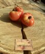 Tomate Crnkovic 10 graines