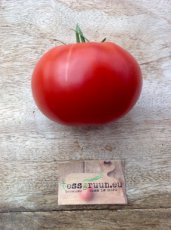 ZTOTGBRU Tomate Brutus 10 Samen TessGruun