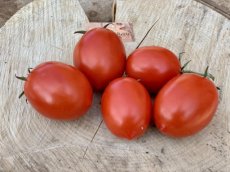Tomate Denar 10 samen