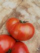 ZTOTGDODODE Tomate Don's double delight 10 graines