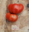 ZTOTGDODODE Tomate Don's double delight 10 graines