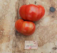 Tomate Don's double delight 10 graines