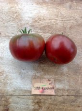 Tomate Dwarf Champion Improved 10 graines TessGruun
