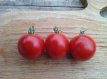 Tomate Edouard 10 graines TessGruun