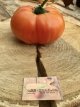 Tomate Eva’s Amish Stripe 10 graines TessGruun