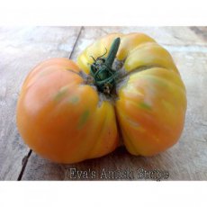Tomate Eva’s Amish Stripe 10 graines TessGruun