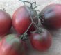 Tomate Evans Purple Pear 10 graines TessGruun