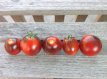 ZTOTGFABL Tomato Fahrenheit Blues 10 seeds TessGruun