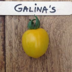 Tomate Galina s 10 graines TessGruun