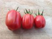 Tomate Gezahnte Bührer-Keel 10 graines TessGruun