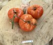 ZTOTGGI Tomate Gigantesque 10 Samen TessGruun