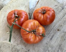 Tomate Gigantesque 10 graines TessGruun