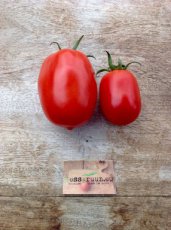 Tomate Gruntowy 10 graines TessGruun