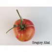 ZTOTGGRAL Tomate Gregori’s Altai 10 graines TessGruun