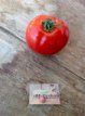 ZTOTGHO Tomato Homestead 10 seeds TessGruun