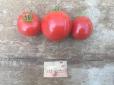 ZTOTGLE Tomato Legend (resistant) 10 seeds TessGruun
