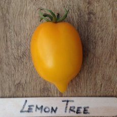 ZTOTGLETRE Tomate Lemon Tree 10 graines TessGruun