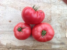 ZTOTGMAL Tomate Malinowy 10 semillas TessGruun