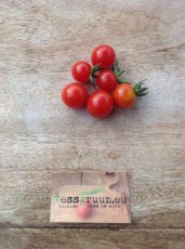 ZTOTGMAWICH Tomate Matt’s Wild Cherry 10 graines TessGruun