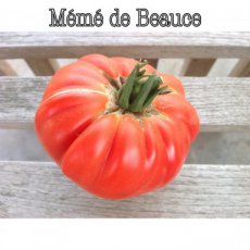 Tomate Mémé de Beauce 10 graines TessGruun