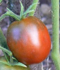 Tomate Miss Kennedy 10 graines