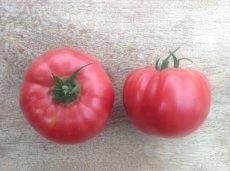 Tomato Radiator Charlie's Mortgage Lifter 10 seeds TessGruun