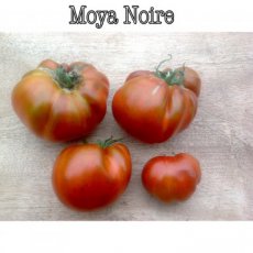 ZTOTGMONO Tomato Moya Noire 10 seeds TessGruun