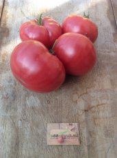 ZTOTGMOTO Tomate Monster Tomato 10 semillas TessGruun