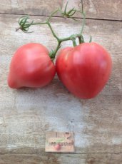 Tomate Mrs. Schlaubaugh’s Famous Strawberry 10 graines TessGruun