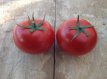 ZTOTGMUC Tomate Muchamiel 10 semillas TessGruun
