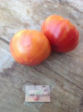 Tomate Peaches and Cream 10 graines TessGruun
