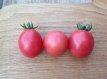 Tomate Pearly Pink Cherry 10 graines TessGruun