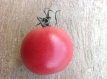 Tomate Pink Ping Pong 10 graines TessGruun